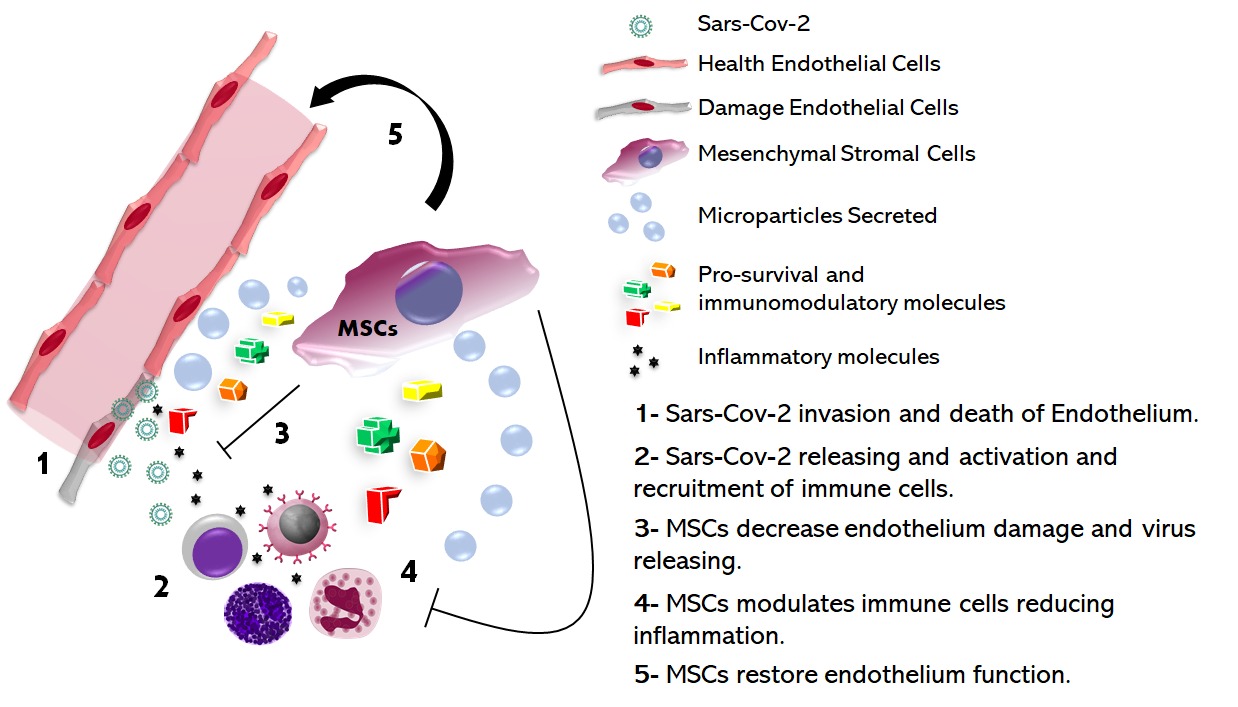 Mesenchymal Stromal Cells (MSC) possible action mechanism during endothelial inflammation mediated by Sars-Cov-2 infection