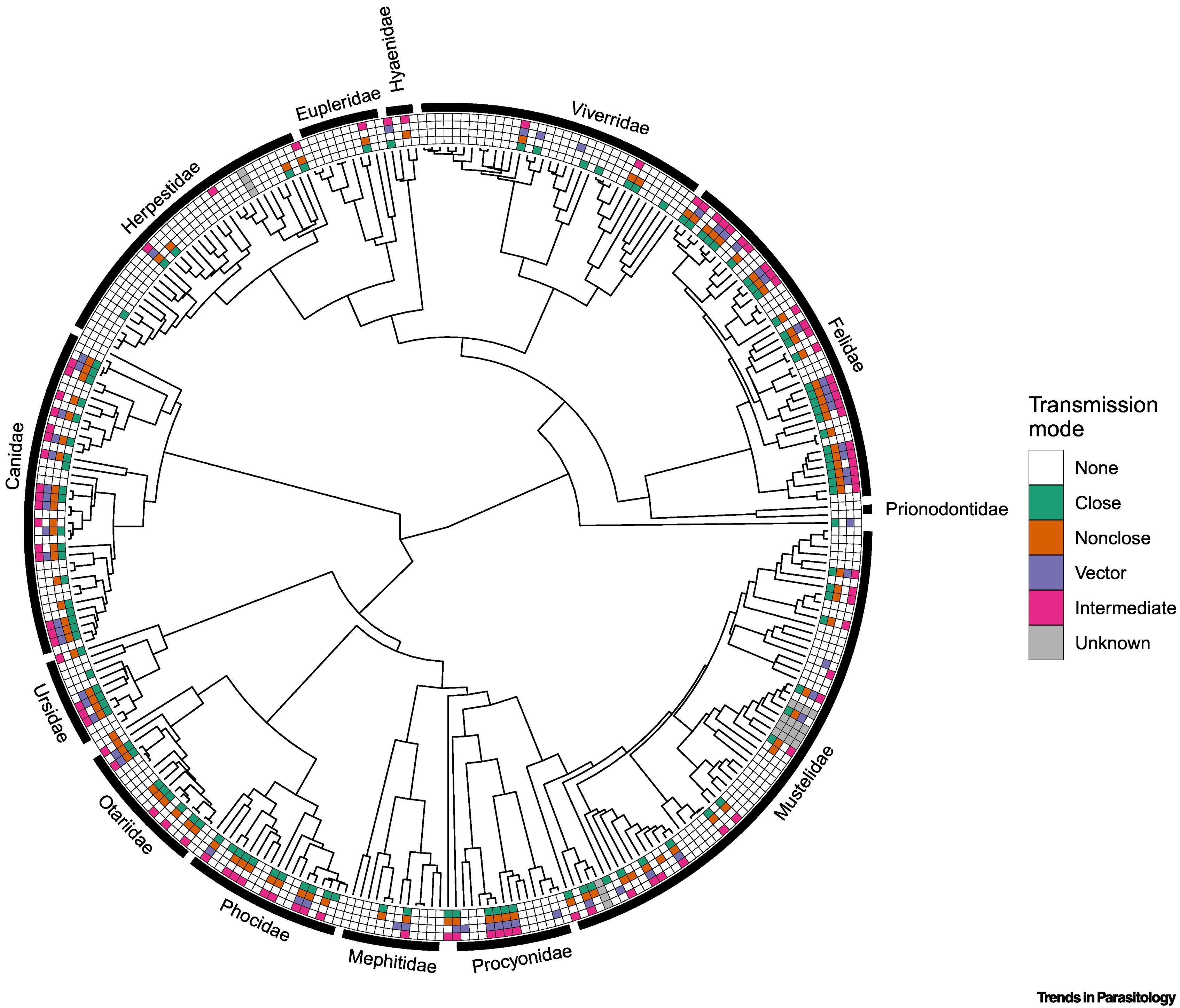 Hospederos zoonóticos distribuidos a través del árbol filogenético Carnivora