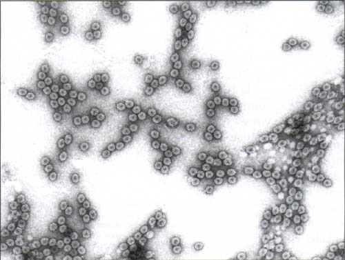 http://ephytia.inra.fr/en/C/10813/Tobacco-Cucumber-mosaic-virus-CMV