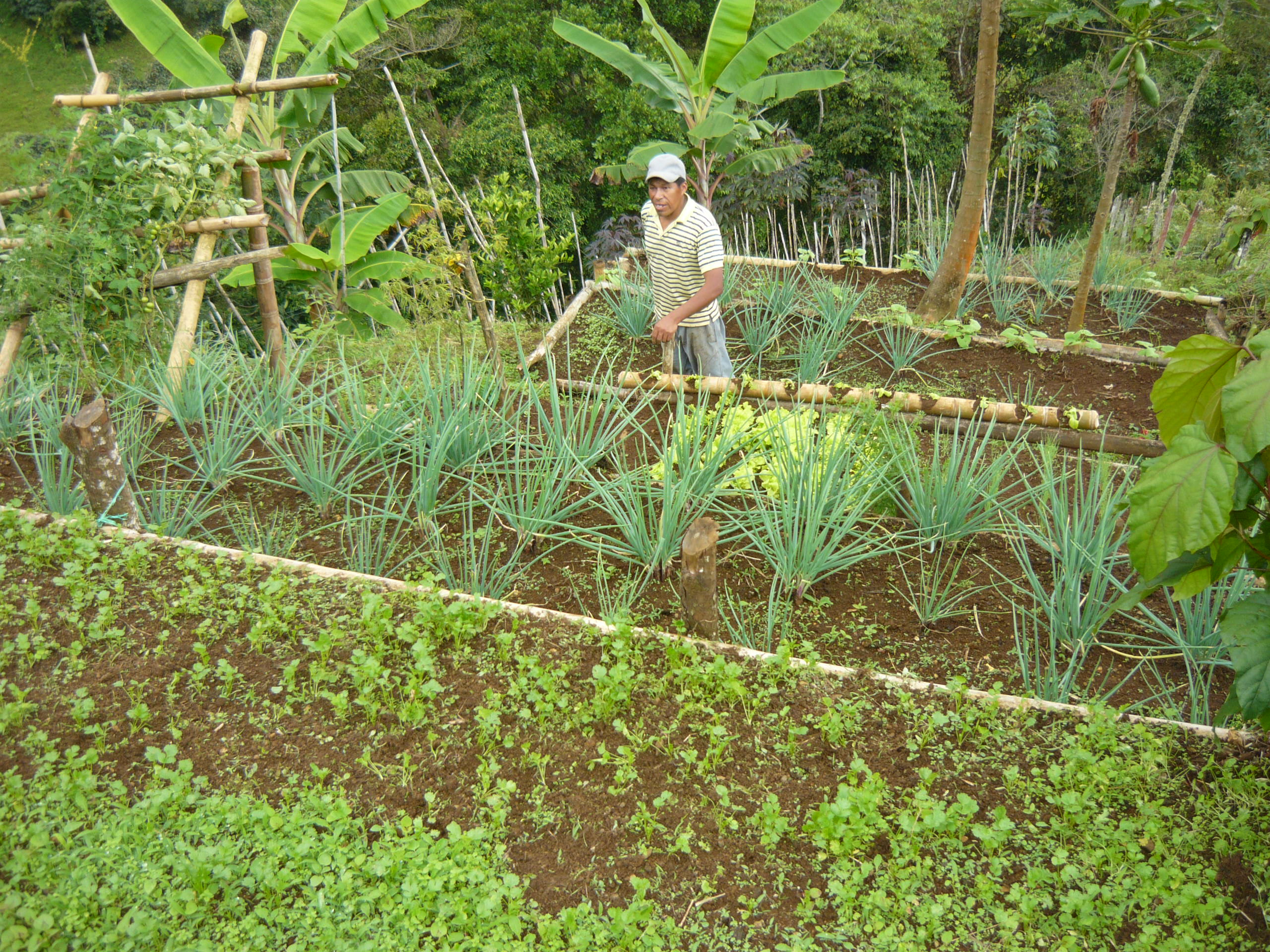 https://www.wfto-la.org/agroecologia-y-comercio-justo-asopecam-colombia/