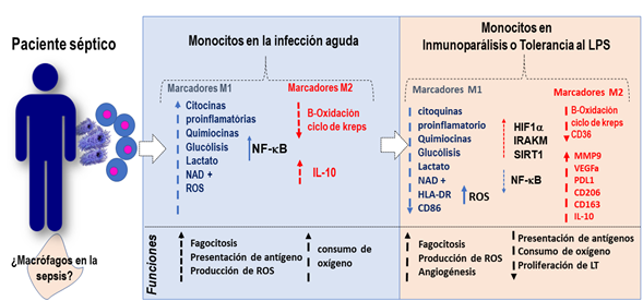 Principales resultados descritos en monocitos humanos encontrados en pacientes sépticos durante la inmunoparálisis o tolerancia al LPS