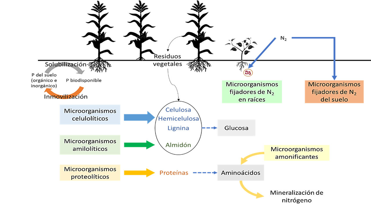 Ejemplo de grupos funcionales que participan en la interacción planta-suelo-microorganismos